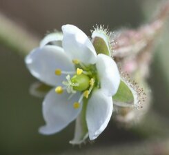 Spergularia arvensis flower